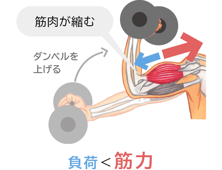 筋肉が縮む 負荷＜筋力