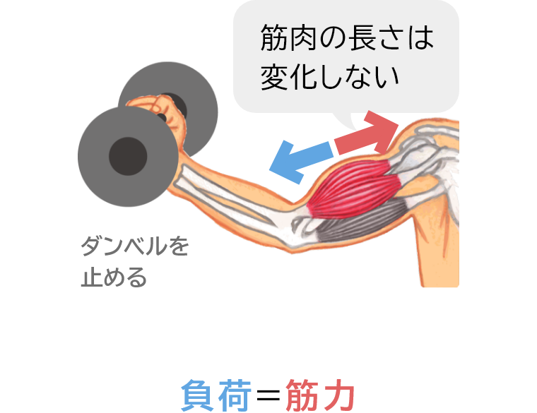 筋肉の長さは変化しない 負荷＝筋力