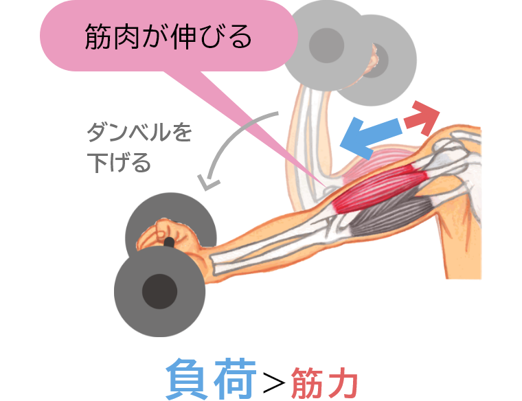 筋肉が伸びる 負荷＞筋力
